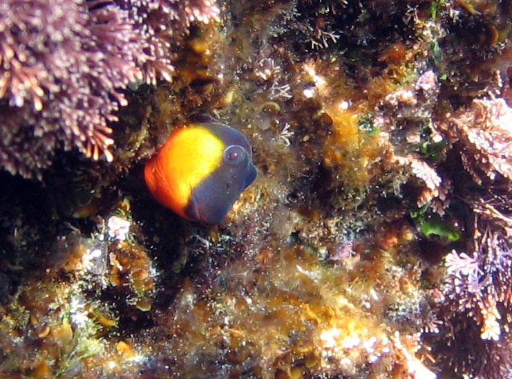 Lipophrys canevae (Bavosa guance gialle)